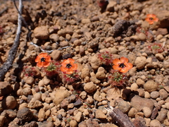 Drosera hyperostigma