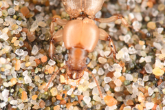 Akephorus marinus
