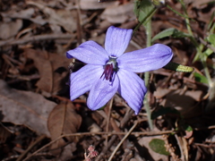 Agrostocrinum hirsutum