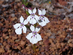 Isotoma hypocrateriformis