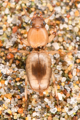 Akephorus marinus