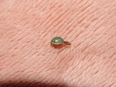 Cycloneda puncticollis