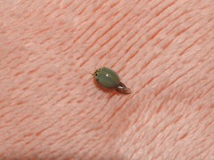 Cycloneda puncticollis