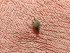 Cycloneda puncticollis