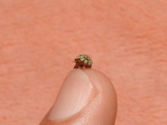 Cycloneda puncticollis