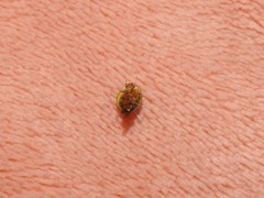 Cycloneda puncticollis