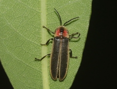Photinus knulli