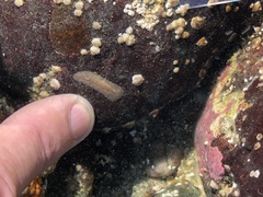 Leptoplanoidea