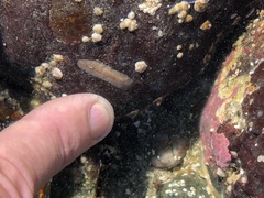 Leptoplanoidea