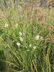 Melaleuca pallida