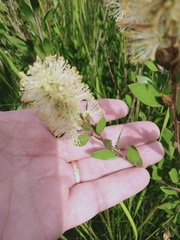 Melaleuca pallida