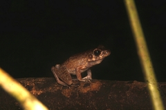 Pulchrana baramica