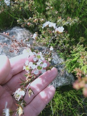 Leptospermum arachnoides