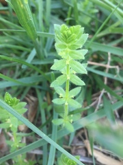 Cruciata pedemontana