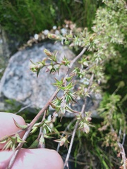 Leptospermum arachnoides