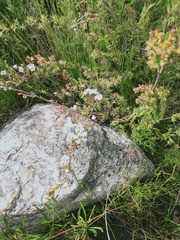 Leptospermum arachnoides