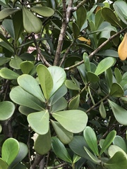 Austrobuxus clusiaceus