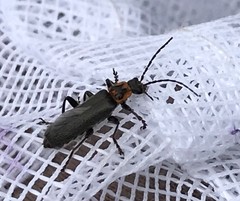 Cyrtomoptera divisa