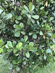 Austrobuxus clusiaceus