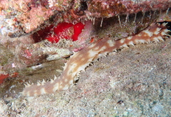 Holothuria hilla