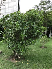 Austrobuxus clusiaceus