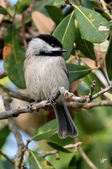 Poecile carolinensis