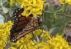 Danaus plexippus
