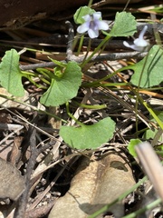 Viola silicestris