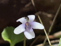 Viola silicestris