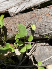 Viola silicestris