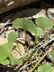 Viola silicestris