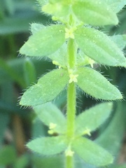Cruciata pedemontana