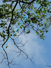 Brotogeris jugularis