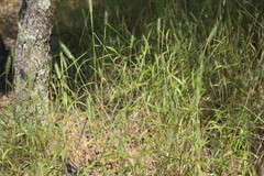 Elymus virginicus virginicus