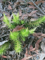 Melichrus procumbens