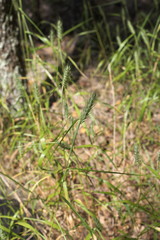 Elymus virginicus virginicus
