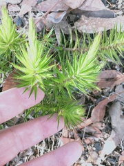 Melichrus procumbens