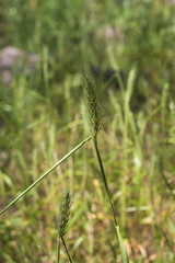 Elymus virginicus virginicus