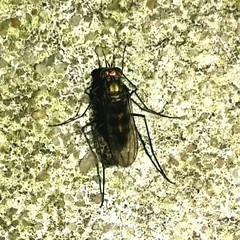 Liancalus virens
