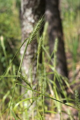 Elymus virginicus virginicus
