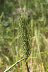 Elymus virginicus virginicus