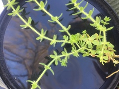 Cruciata pedemontana