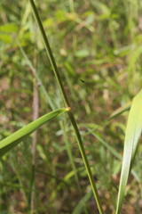 Elymus virginicus virginicus