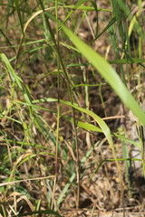 Elymus virginicus virginicus