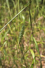 Elymus virginicus virginicus