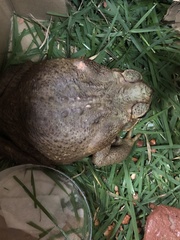 Rhinella diptycha