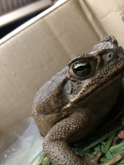 Rhinella diptycha
