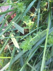 Cruciata pedemontana
