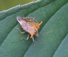 Elasmucha truncatula