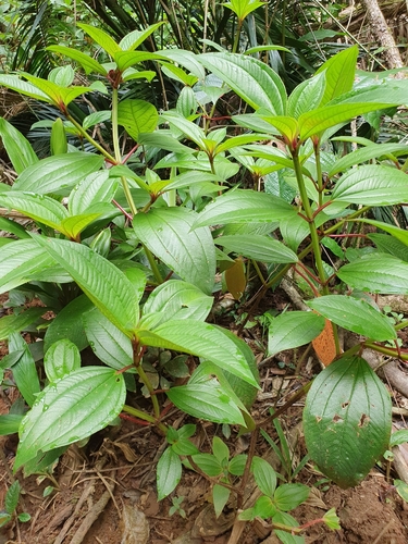 Tristemma mauritianum